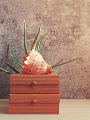 A large sea shell is on a wooden casket. Behind is a scarlet plant. Gray background with scuffs and...