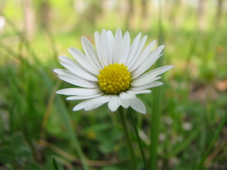 Obraz premium Gänseblümchen