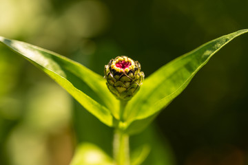 Blumen
