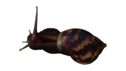 Isolate garden snail with white back ground