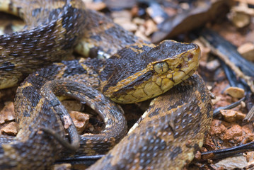 Fer de lance (Bothrops asper) on forest floor in rainforest of Panama waiting for prey. Cryptic coloration increases chances that prey will come within striking distance.
