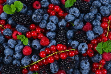 Blackberry, raspberry, blueberry,  red currant and mint background.