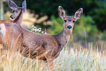 Beautiful doe mule deer in the Pike National Forest of Colorado
