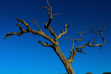 birds on a tree