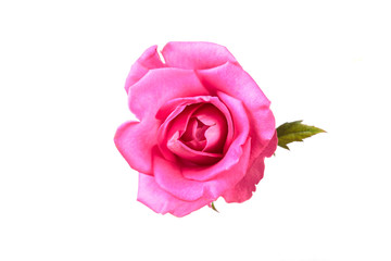Fototapeta premium Pinkl rose flower. Detailed retouch