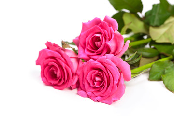 Beautiful rose flowers bunch isolated on white background