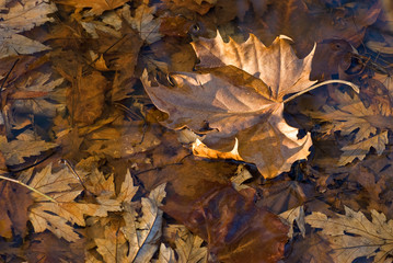 Floating leaf of American sycamore tree (Platanus occidentalis) in shallow woodland pool.