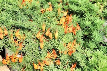 Obraz premium Lotus berthelotii flower plant in the garden