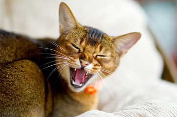 An Abyssinian cat hisses at the camera, exposing and showing fangs. The animal is embittered