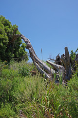 California coastal wilderness scene with a dead tree trunk under a blue summer sky