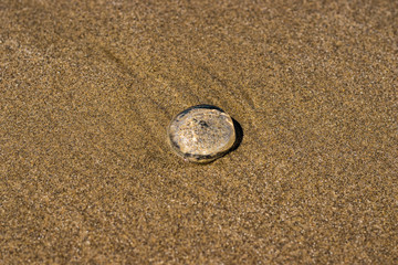 Fototapeta na wymiar Jellyfish resting on the sand on Pacific ocean beach on Vancouver Island Canada on a hot summer day