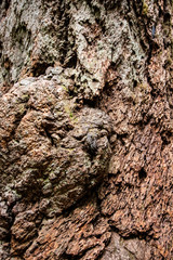 Close up on the bark of a brown tree, portrait, textured effect, vertical
