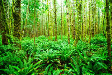Naklejka na ściany i meble Tropical and wet forest with ferns in foreground, photo taken on Vancouver Island, sunlight and natural phenomenon