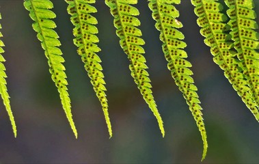 fern on green background