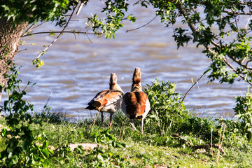 Parque natural de las Marismas del Ampurdán