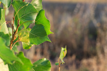  green leaves on tree branches, summer transition to autumn