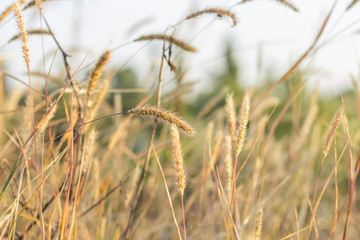 spikelets of dry grass in a field close-up