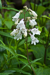 Foxglove beardtongue (Penstemon digitalis) in rain in central Virginia in spring. 