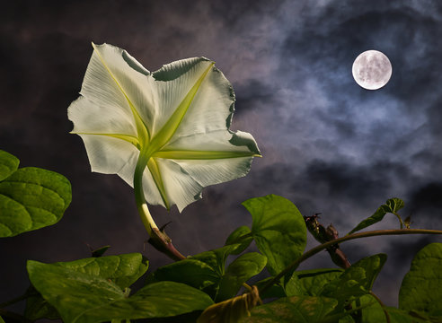 Moonflower Images – Browse 2,118 Stock Photos, Vectors, and Video
