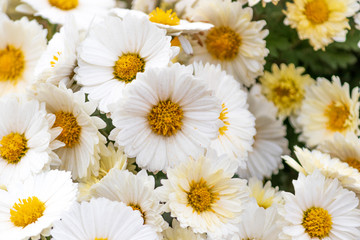 Obraz premium bouquet of white flowers