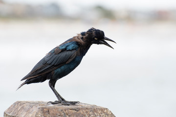 Side view of a black blue and purple shaded  bird with yellow eyes and a long beck perched upright...