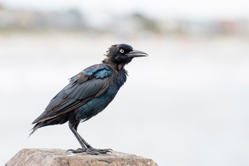 Side view of a black blue and purple shaded  bird with yellow eyes and a long beck perched on a light wooden beam outside on a bright day looking angry.