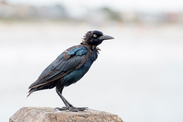 Side view of a black blue and purple shaded  bird with yellow eyes and a long beck perched on a light wooden beam outside on a bright day looking angry.