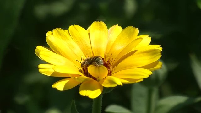 Eine Honigbiene holt in der gelben Ringelblume Nektar