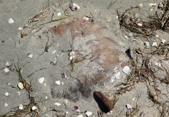 Qualle angespült am Strand