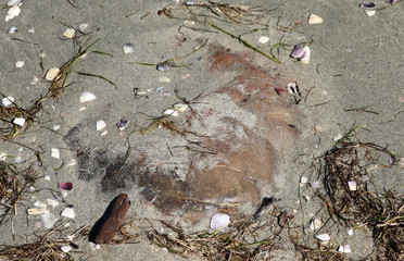Qualle angespült am Strand