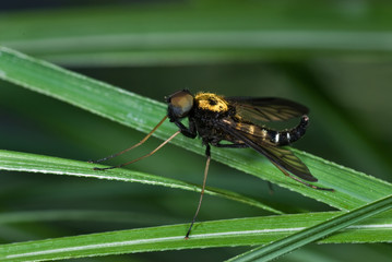 Golden-backed snipe fly (Chrysophilus thoracicus) resting on blade of gress