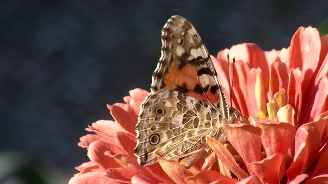 Tief in einer orangen Zinnie sucht ein Distelfalter Bl&uuml;tennektar (Gro&szlig;aufnahme)
