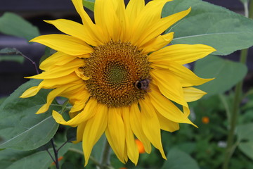 Sunflower flower with a bee close-up. Selective focus.