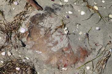 Qualle angespült am Strand