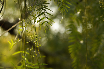 red pepper tree leaves in the garden