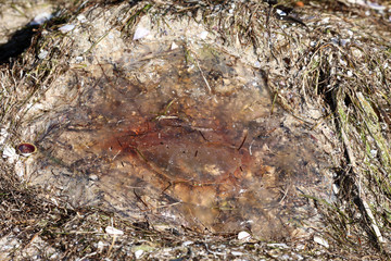 Qualle angespült am Strand