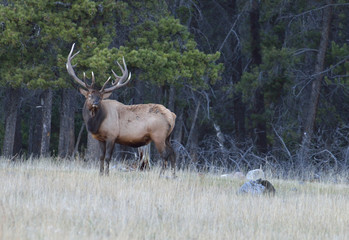 Naklejka na ściany i meble Large bull elk standing in the grass