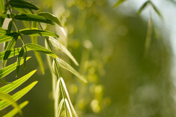 red pepper tree leaves in the garden