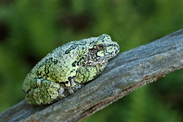 Gray tree frog (Hyla versicolor) resting on branch. The frog's skin mimics the color and texture of lichen, which helps disguise it from predators when it rests during the day.