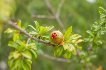 branch of pomegranate tree with freen fruit