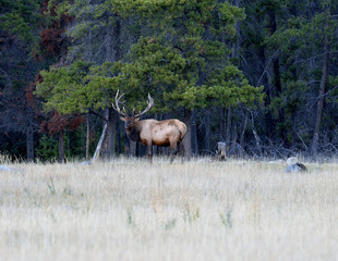 Mature Bull elk standing along the forest edge