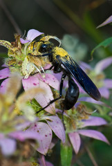 Great black wasp (Sphex pensylvanicus) nectaring on spotted monarda (Monarda punctata), or spotted bee balm.