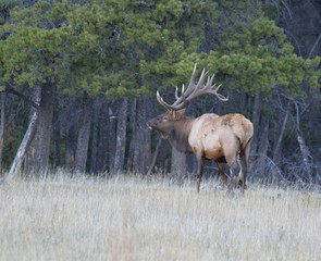 Naklejka na ściany i meble Large bull elk standing in the grass