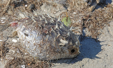 Toter Fisch am Strand