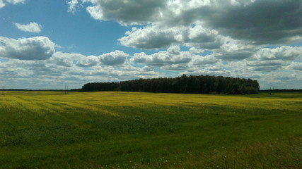 green field and blue sky
