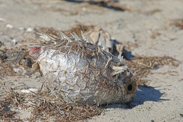Toter Fisch am Strand