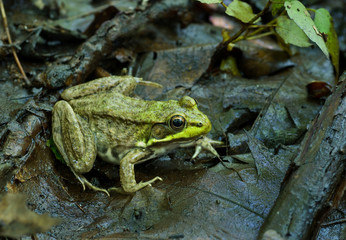 Green frog (Rana clamitans) on forest floor in eastern Massachusetts, waiting for prey to come close enough to capture.