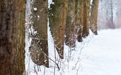 Arranged in a row  thick tree trunks in the winter forest_