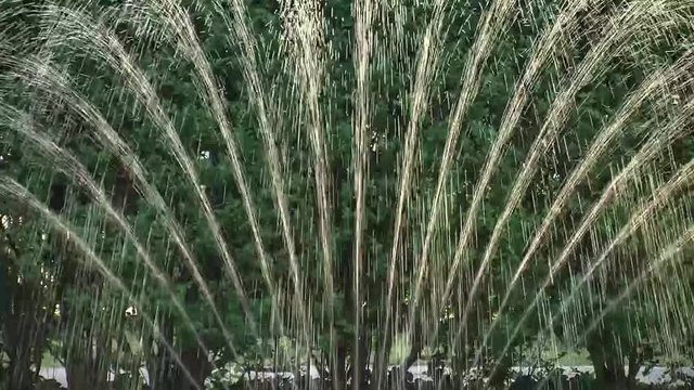 Die Wasserstrahlen eines Beregners im Gegenlicht der Sonne