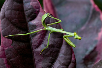 Mantis on leaf in rainforest of central Panama.